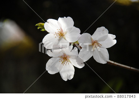 Cute cherry blossoms 88017843