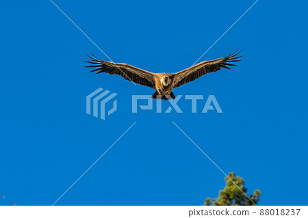 Griffon vultures, Gyps fulvus flying around the Serrania de Cuenca at Una, Spain. Griffon vultures, Gyps fulvus flying around the Serrania de Cuenca at Una, Spain. 88018237