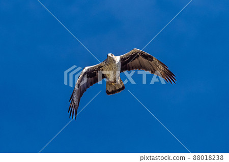 Griffon vultures, Gyps fulvus flying around the Serrania de Cuenca at Una, Spain. Griffon vultures, Gyps fulvus flying around the Serrania de Cuenca at Una, Spain. 88018238