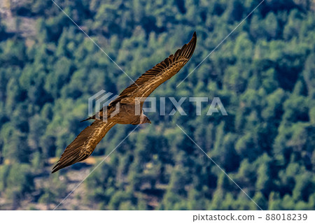 Griffon vultures, Gyps fulvus flying around the Serrania de Cuenca at Una, Spain. Griffon vultures, Gyps fulvus flying around the Serrania de Cuenca at Una, Spain. 88018239