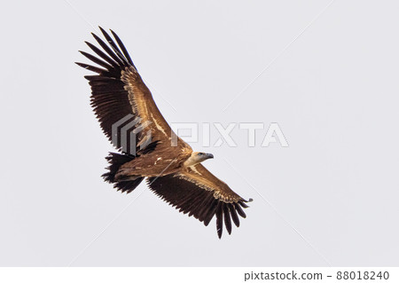 Griffon vulture, Gyps fulvus in Monfrague National Park. Extremadura, Spain Griffon vulture, Gyps fulvus in Monfrague National Park. Extremadura, Spain 88018240