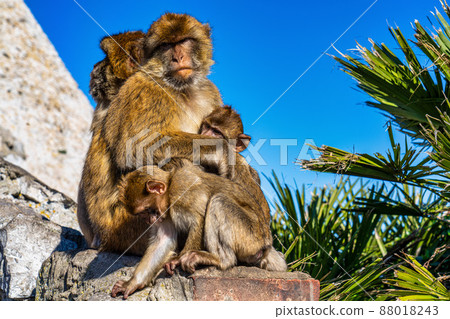 Wild macaque or Gibraltar monkey, attraction of the British overseas territory. Wild macaque or Gibraltar monkey, attraction of the British overseas territory. 88018243