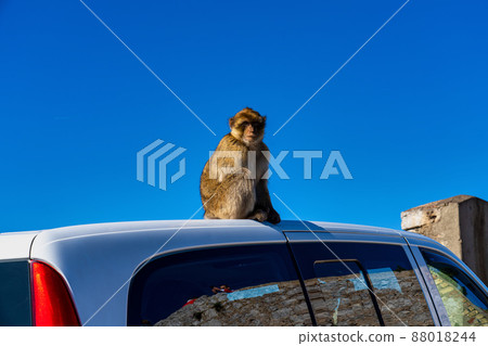 Wild macaque or Gibraltar monkey, attraction of the British overseas territory. Wild macaque or Gibraltar monkey, attraction of the British overseas territory. 88018244