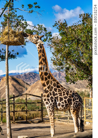 Giraffa, Giraffa camelopardalis in Tabernas desert, Andalusia, Spain 88018254