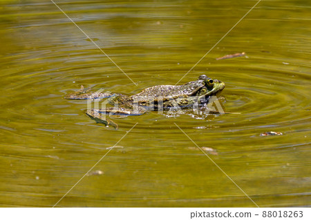 Common frog, Rana temporaria, single reptile croaking in water 88018263