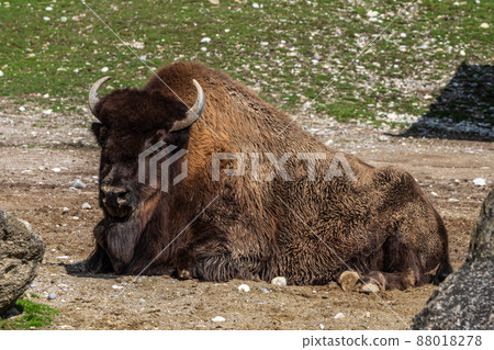 American buffalo known as bison, Bos bison in a german park 88018278