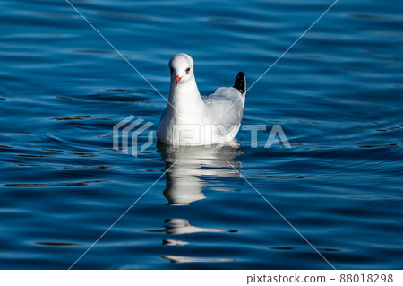 The European Herring Gull, Larus argentatus is a large gull The European Herring Gull, Larus argentatus is a large gull 88018298