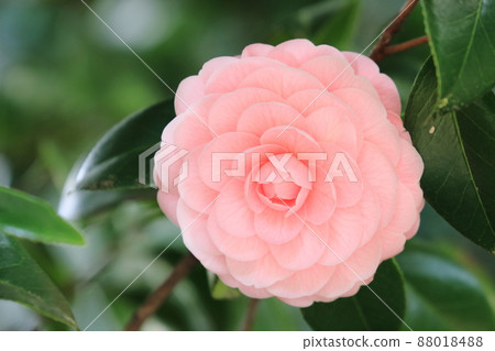 Double-flowered camellia camellia flower Double-flowered camellia camellia flower 88018488