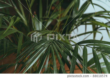 House plant in dark green stands in an apartment House plant in dark green stands in an apartment 88018574
