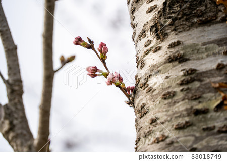 櫻花芽 88018749