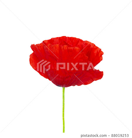 Bright red Poppy flower head isolated on white background. Remembrance Day. Bright red Poppy flower head isolated on white background. Remembrance Day. 88019253