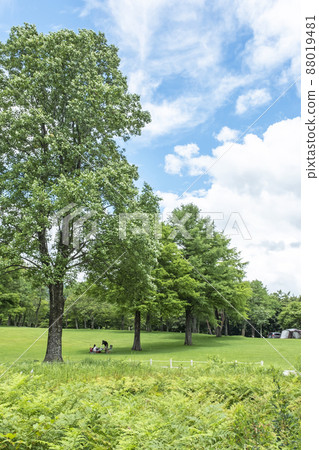 Fresh green / early summer campsite image (Hiruzen Plateau) 88019481