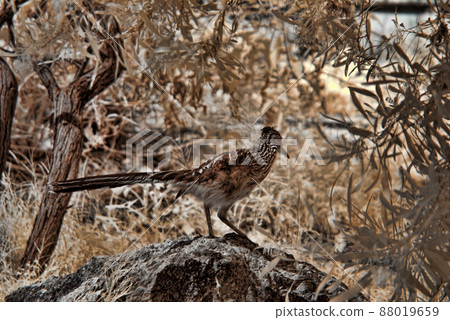 Roadrunner 88019659