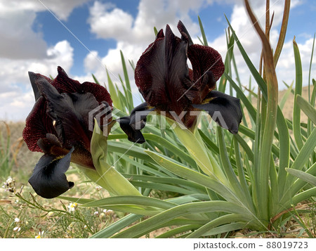 Wild black Iris petrana in the Negev desert Wild black Iris petrana in the Negev desert 88019723