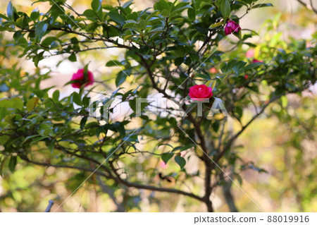 冷的外傾花 88019916