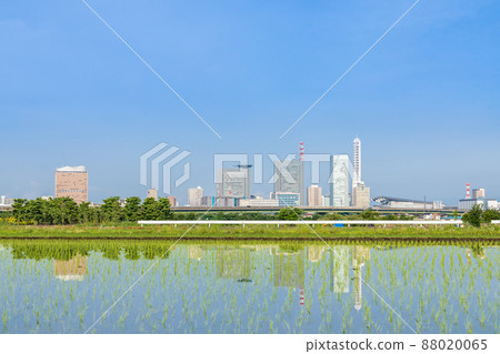 “埼玉縣”埼玉市,水稻種植後的水沼稻田美景 “埼玉縣”埼玉市,水稻種植後的水沼稻田美景 88020065