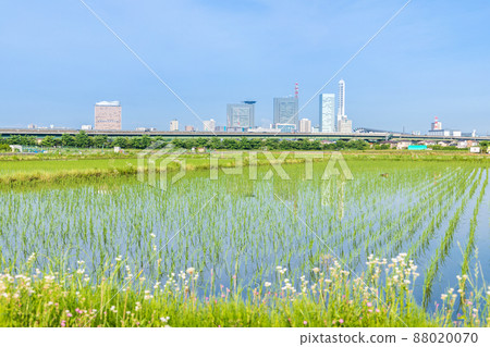 "Saitama Prefecture" Saitama City, beautiful scenery of Minuma rice fields after rice planting 88020070