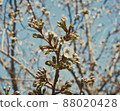 Cherry blossoms 88020428
