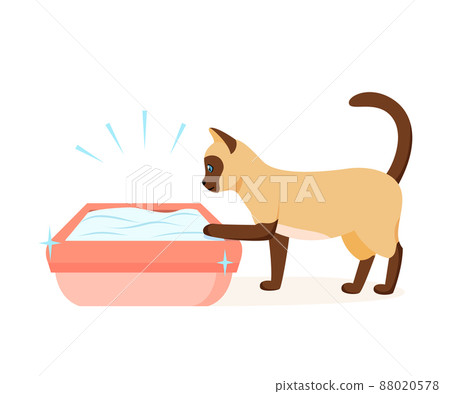 Siamese cat using clean litter box. Right way to maintain cat toilet. Pet toilet hygiene concept. Vector illustration Siamese cat using clean litter box. Right way to maintain cat toilet. Pet toilet hygiene concept. Vector illustration 88020578