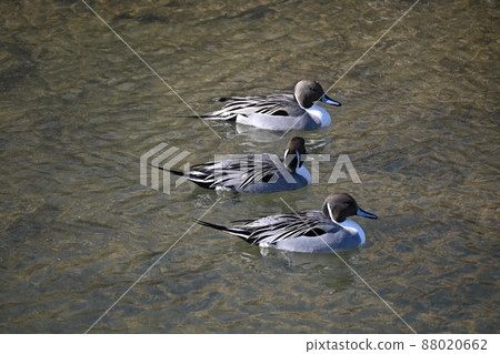 Riverside duck Riverside duck 88020662