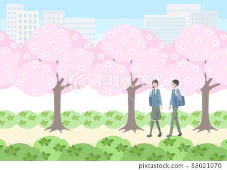 學生們漫步在櫻花樹下 88021070