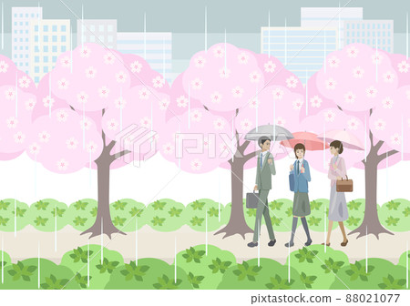 雨天走在一排櫻花樹下的男女學生 88021077