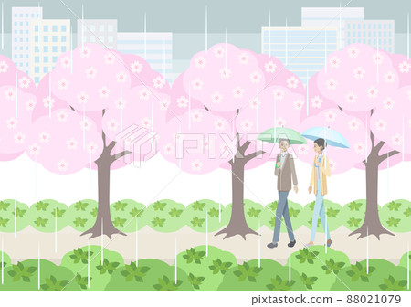 Elderly men and women walking under a row of cherry blossom trees on a rainy day 88021079