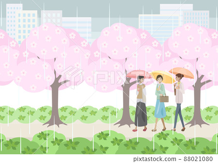 Women walking under cherry blossom trees on a rainy day 88021080