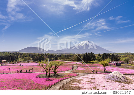 "Yamanashi Prefecture" Mt. Fuji and moss phlox 88021147