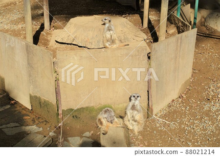 Mya Cat的家人 Mya Cat的家人 88021214