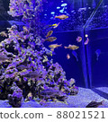 Aquarium fishes 88021521