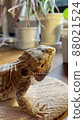 Twilight bearded dragon 88021524