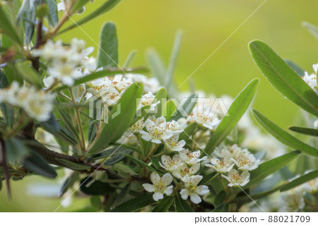 開花在雨季的花,火棘花 開花在雨季的花,火棘花 88021709