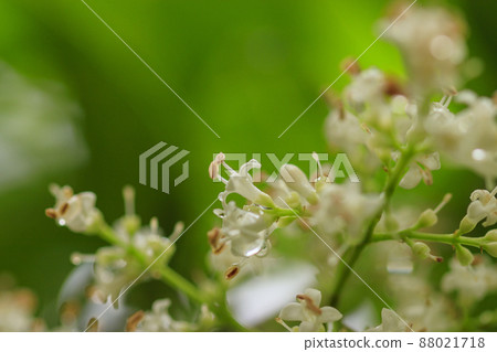 Flowers blooming in the rainy season, murine flowers 88021718