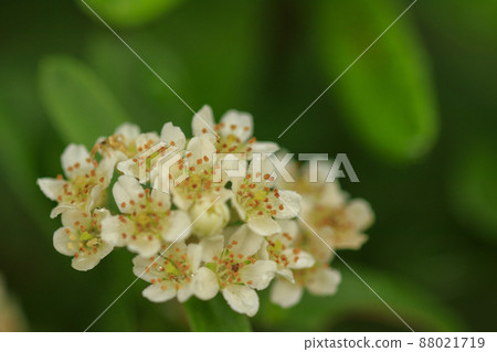 Flowers blooming in the rainy season, Pyracantha flowers 88021719