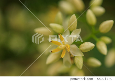 Nandina flowers blooming in the rainy season forest 88021720