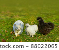 Two fluffy chickens and a white cat are walking together in a meadow 88022065