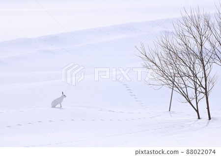 Lepus timidus 65 (Hokkaido) 88022074