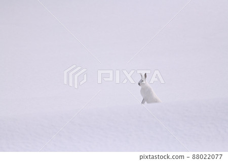 Ezoyukiusa 66 (Hokkaido) Ezoyukiusa 66 (Hokkaido) 88022077