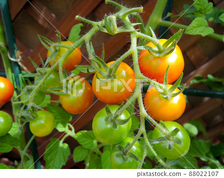 Planter vegetable garden, delicious vegetables in the vegetable garden without a field, cherry tomatoes that grow on the balcony with plenty of sunlight 88022107