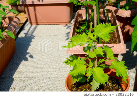 種植園:沒有田地的菜園裡的美味蔬菜 種植園:沒有田地的菜園裡的美味蔬菜 88022116