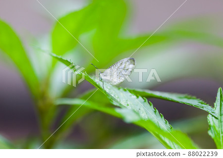 Beautiful White butterfly perched on a leaf Beautiful White butterfly perched on a leaf 88022239