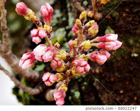 Branch of cherry blossoms with many buds (Yoshino cherry tree before flowering) Branch of cherry blossoms with many buds (Yoshino cherry tree before flowering) 88022247