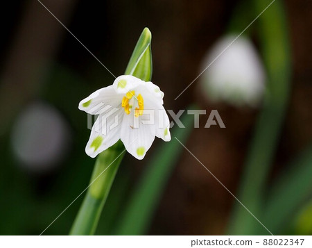 雪花花內部特寫（黃色雄蕊和白色雌蕊） 88022347