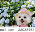 Hydrangea and wanko 88022562