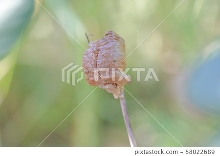 Mantis egg 88022689