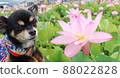 Lotus flower and dog 88022828