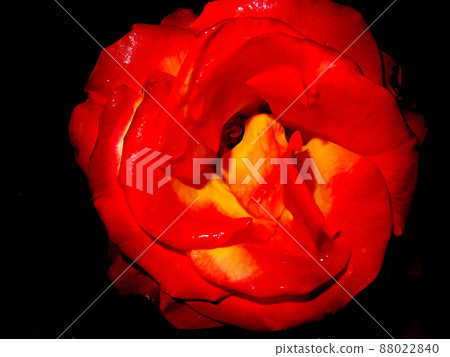 Red rose one wheel Red rose one wheel 88022840