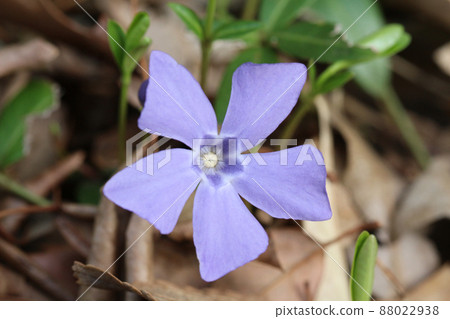 一朵淡紫色的花，桃金孃的宏觀圖像，像風車 88022938