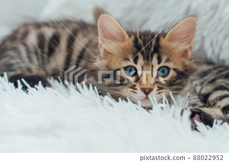 Cute dark grey charcoal long-haired bengal kitten laying on a furry blanket. 88022952